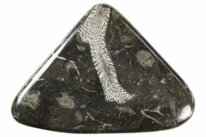 Polished Devonian Fossil Coral and Bryozoan Plate - Morocco #259118